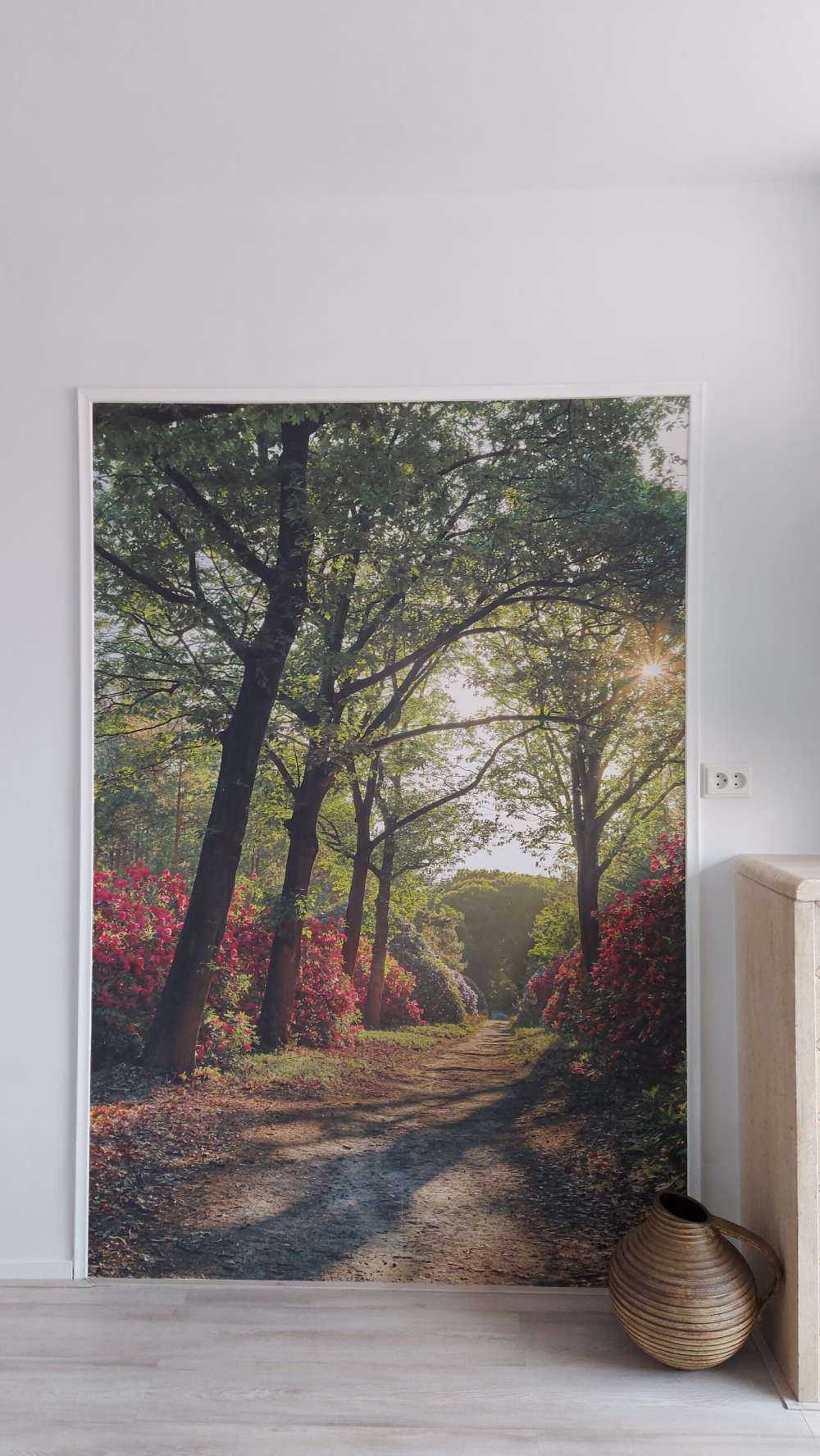 Zonsopkomst bij pad met rhododendrons