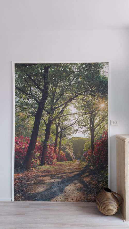 Zonsopkomst bij pad met rhododendrons