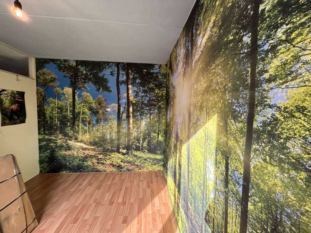 Bos met zonnestralen