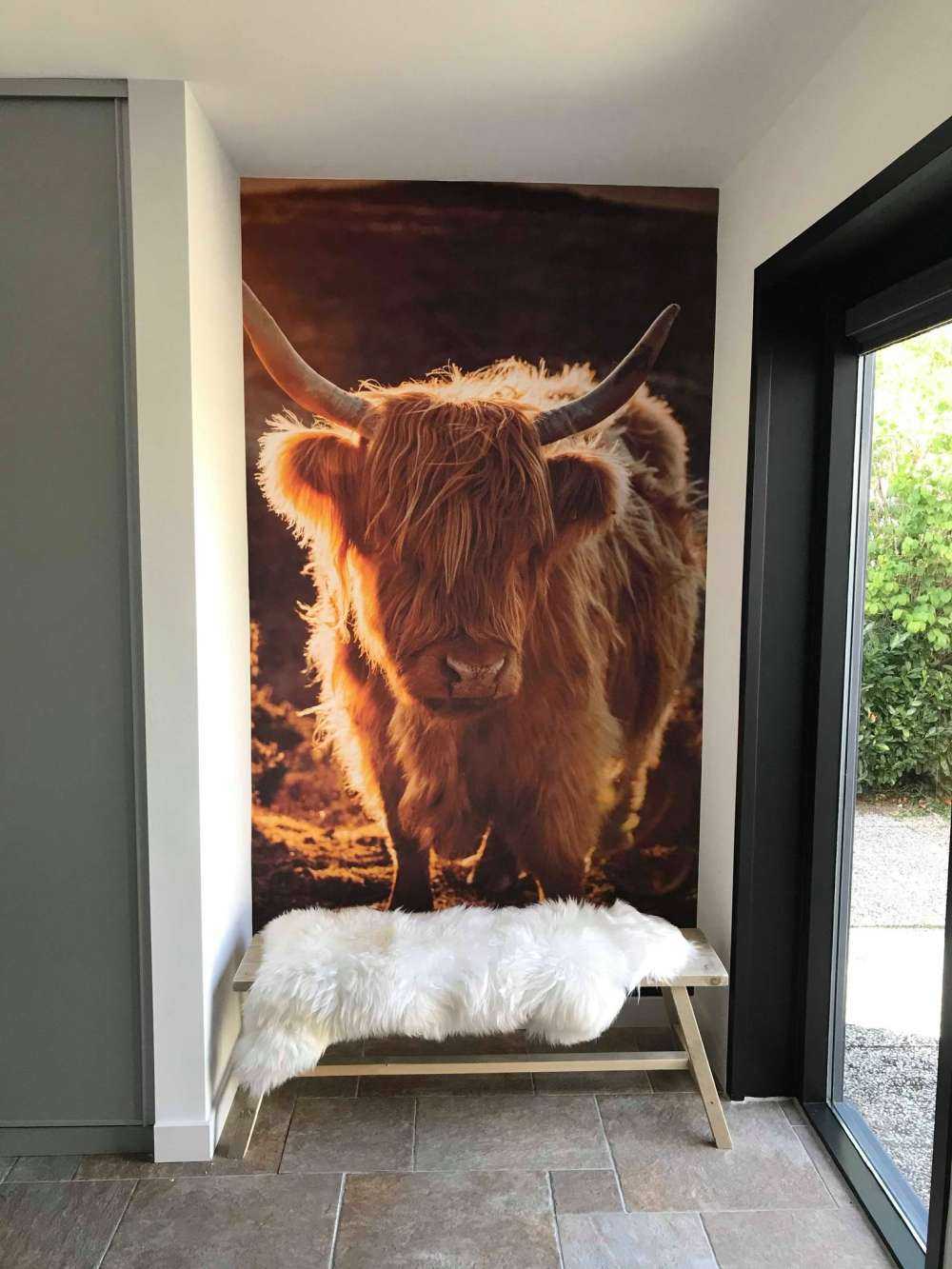 Schotse hooglander in de zon