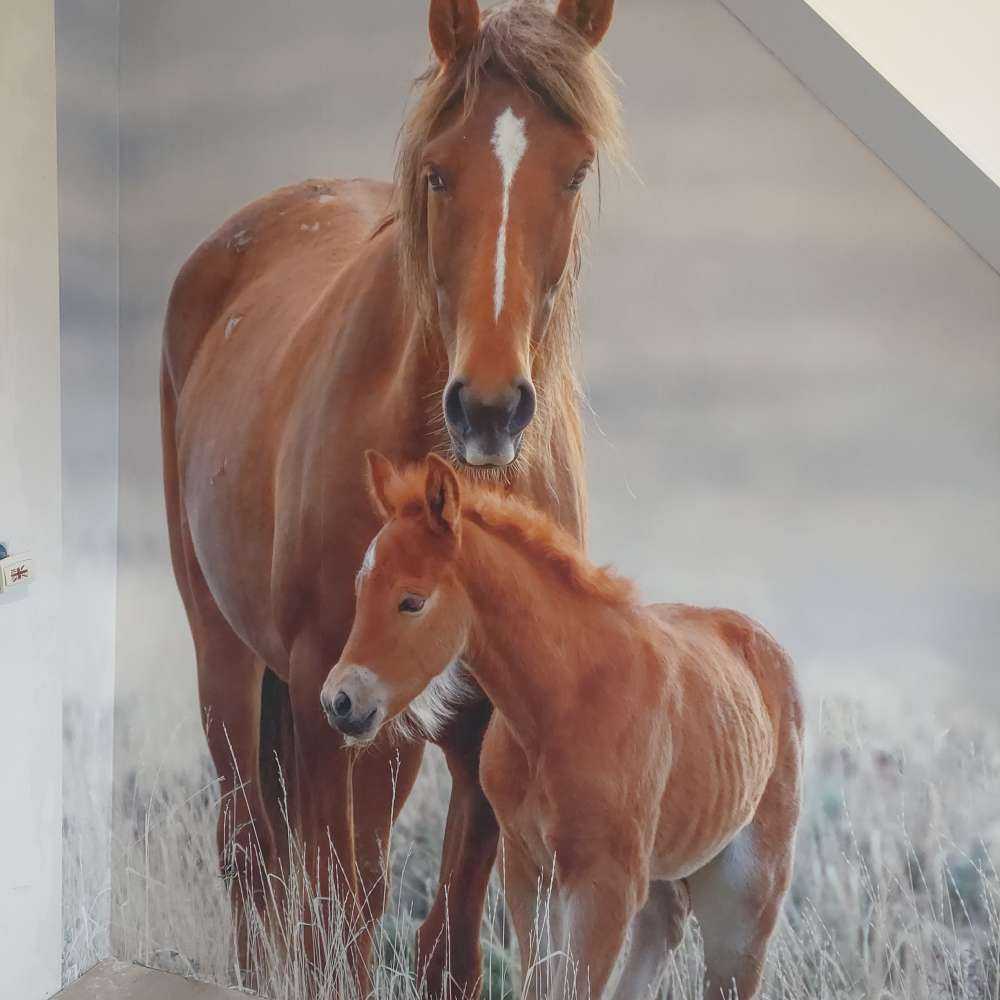 Wilde paarden