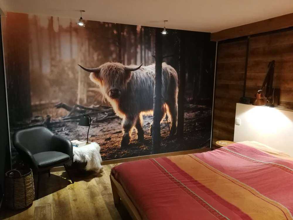 Witte Schotse hooglander