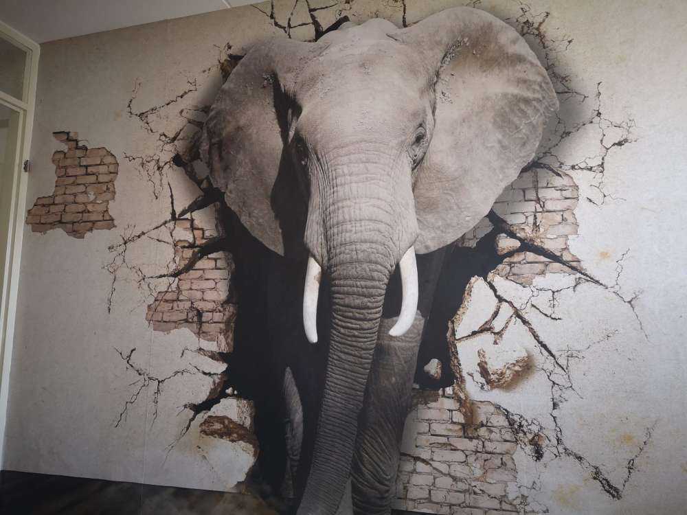 3D Olifant uit de muur