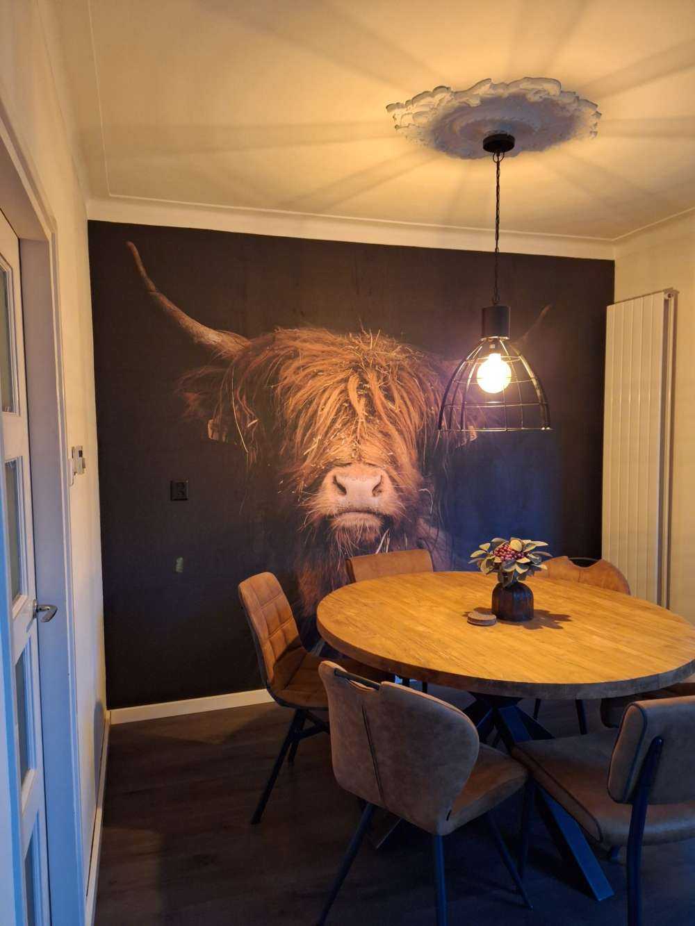 Portret Schotse hooglander