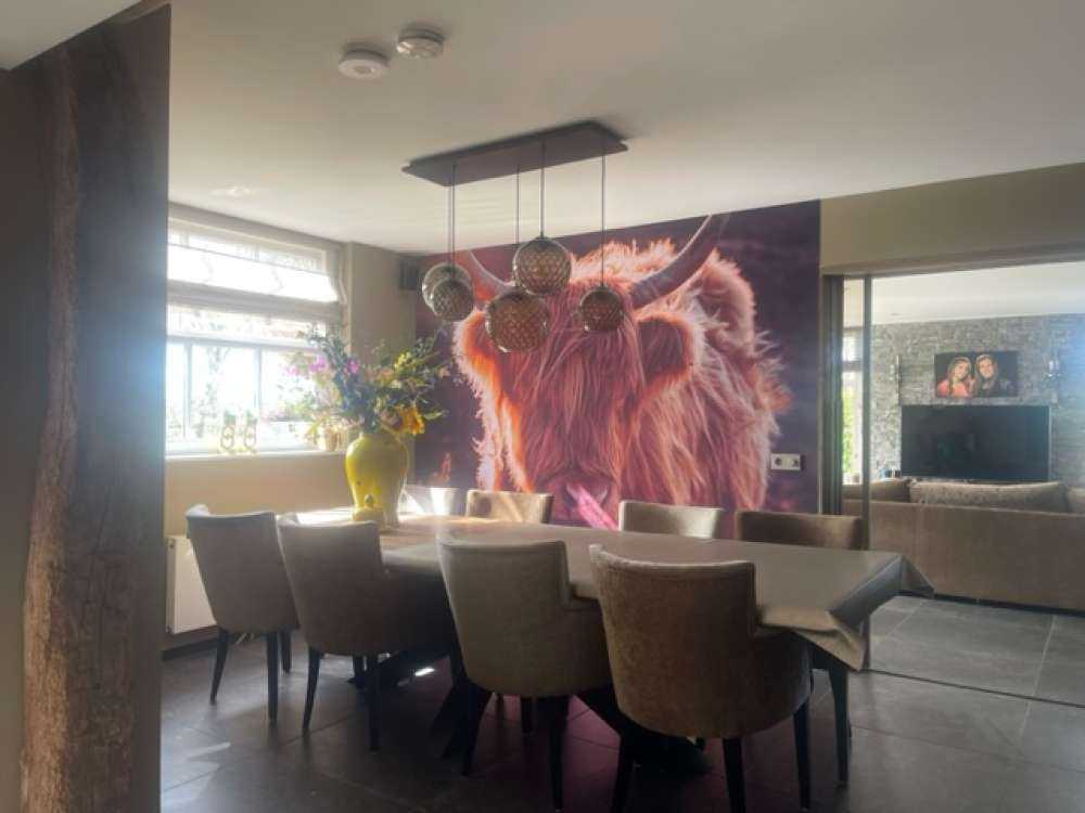 Schotse hooglander in de zon