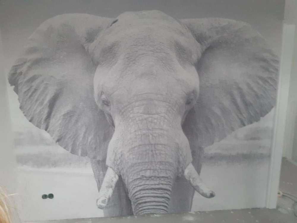 Olifant zwart-wit