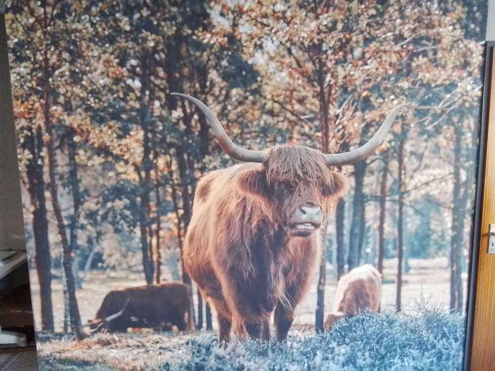 Schotse hooglander bij de bosrand