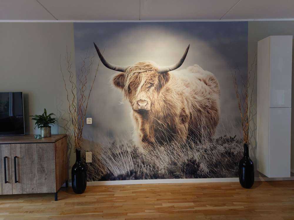 Schotse hooglander in de natuur