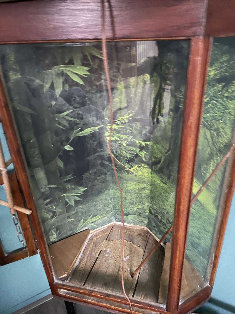 Tropische jungle