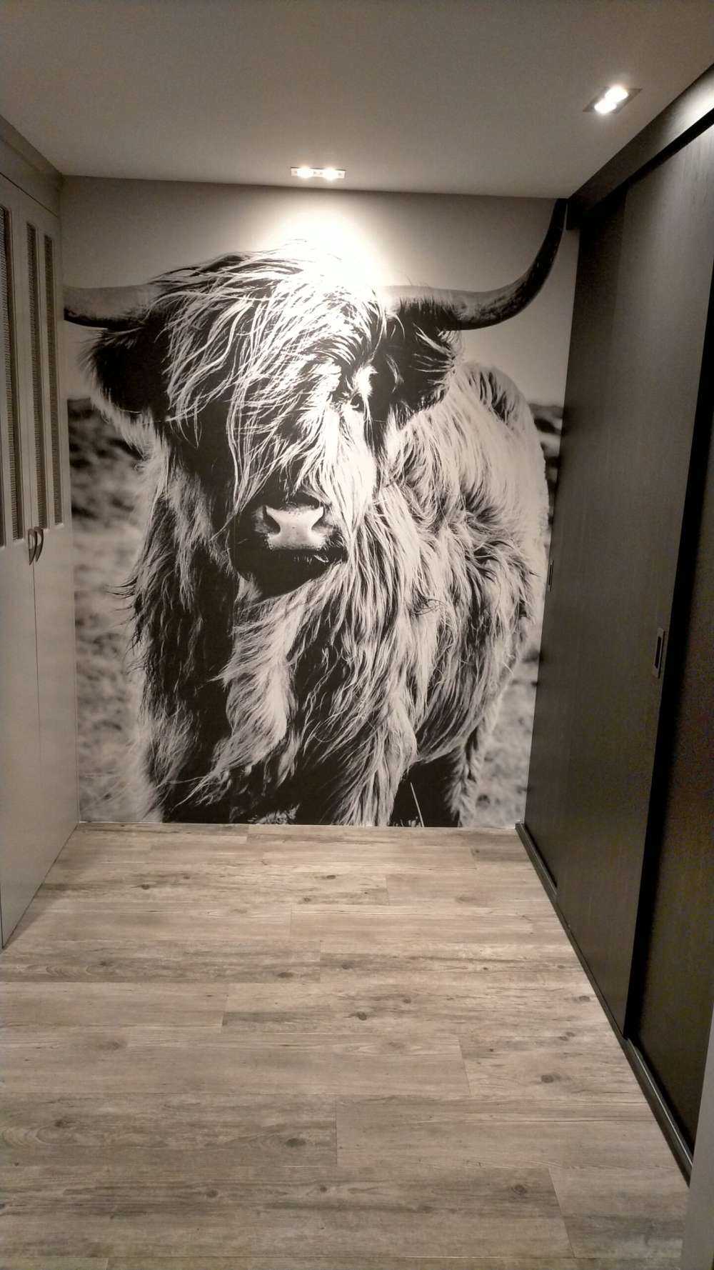 Schotse hooglander in zwart-wit
