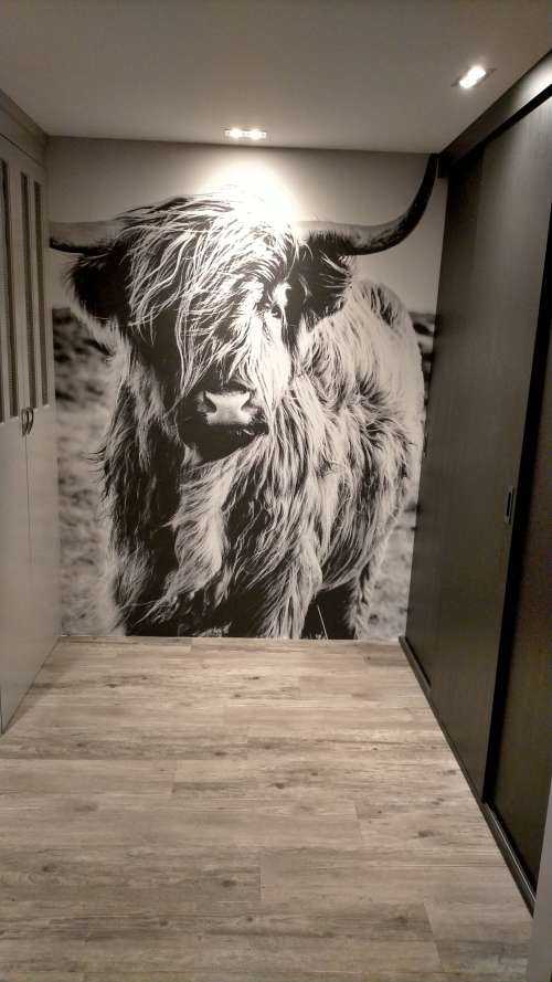 Schotse hooglander in zwart-wit