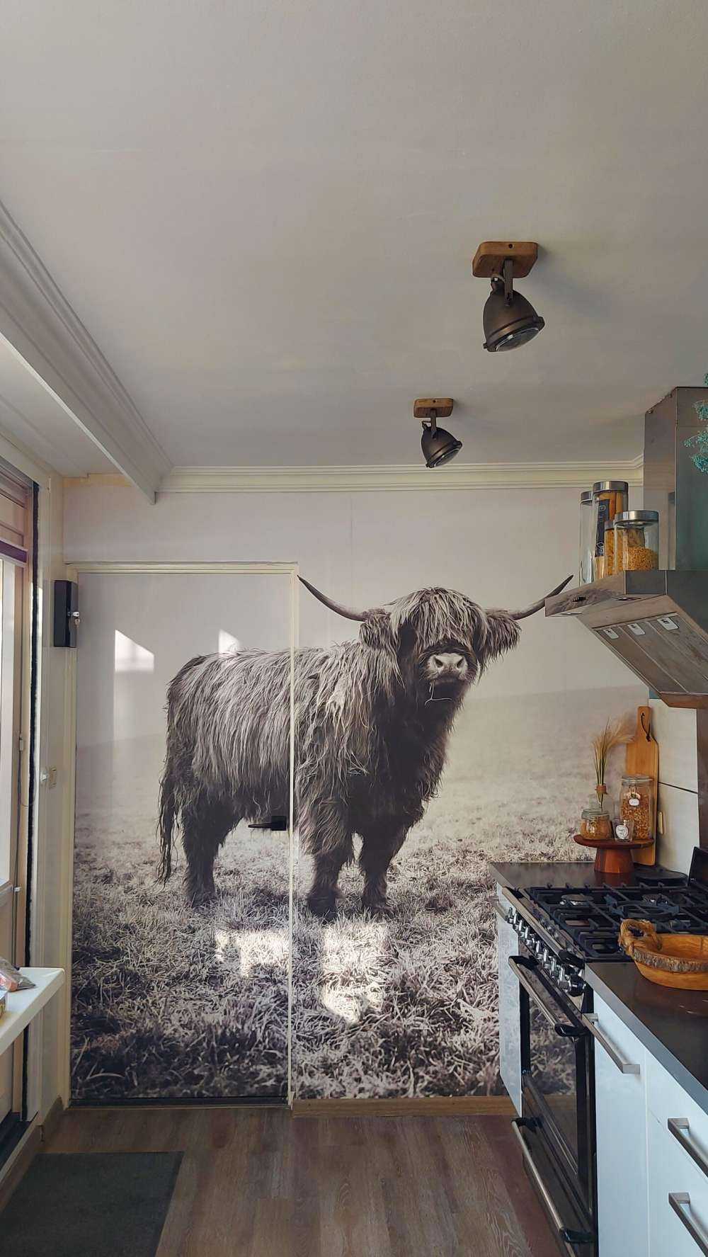 Schotse hooglander in het gras