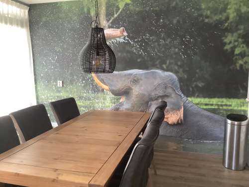 Olifant in water