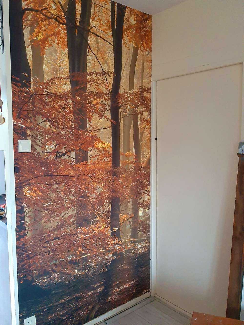 Herfstkleuren in het bos