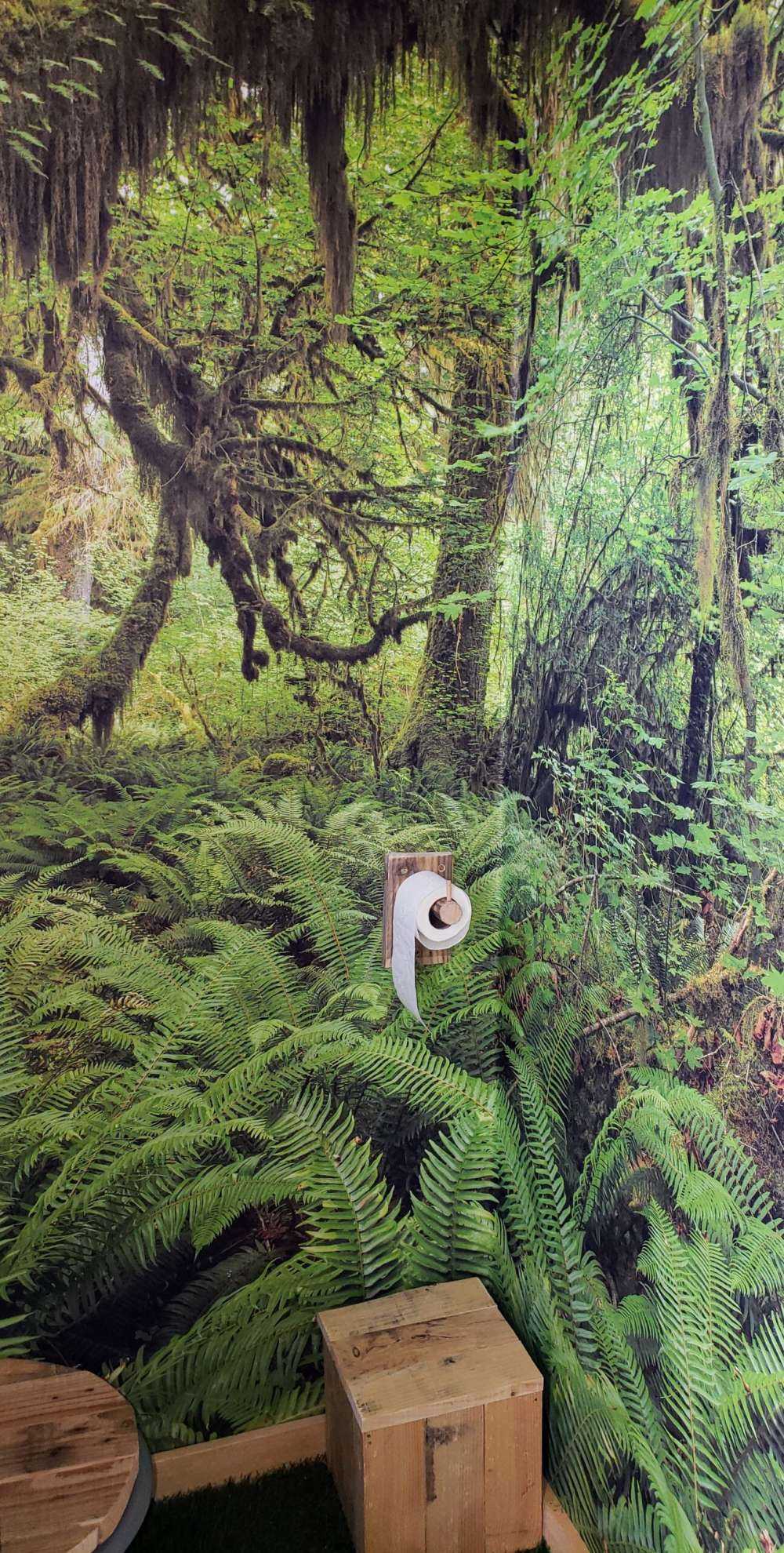 Varens in een oud bos