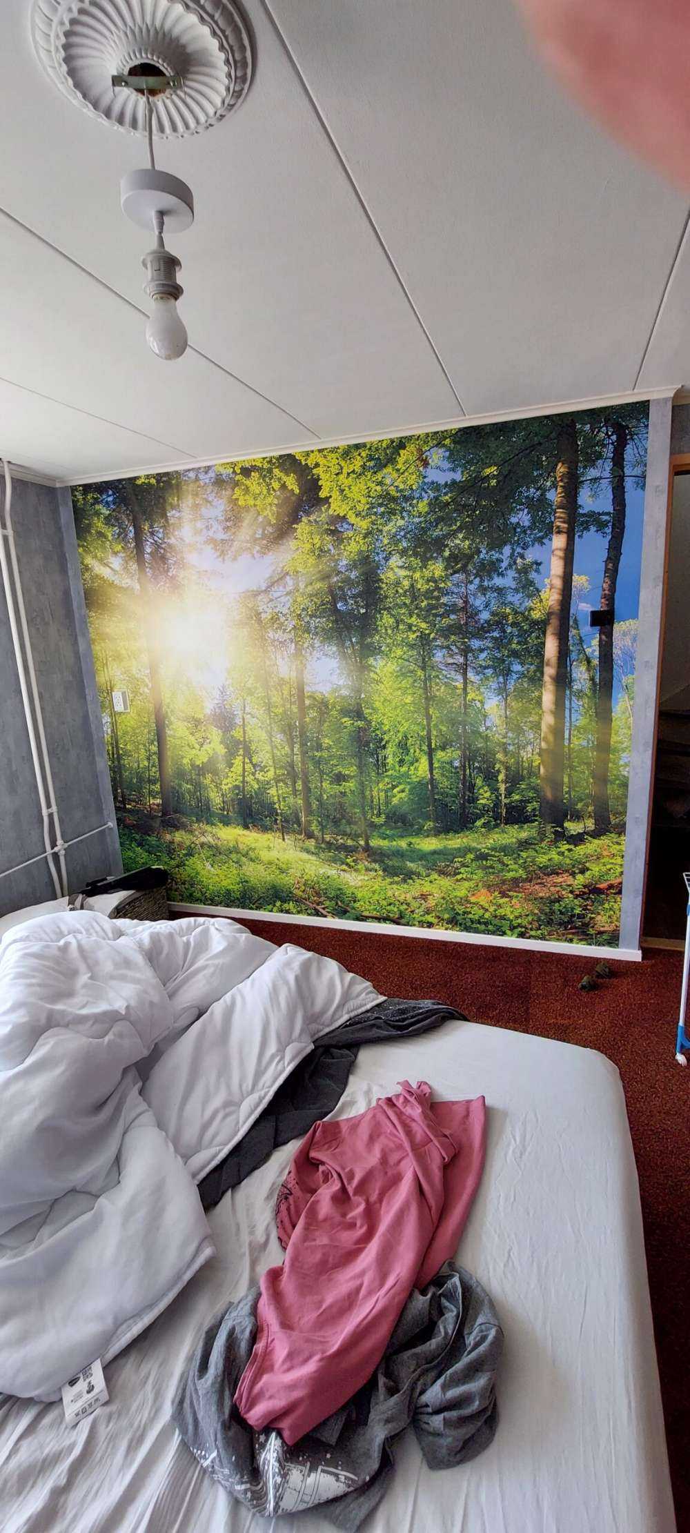 Bos met zonnestralen