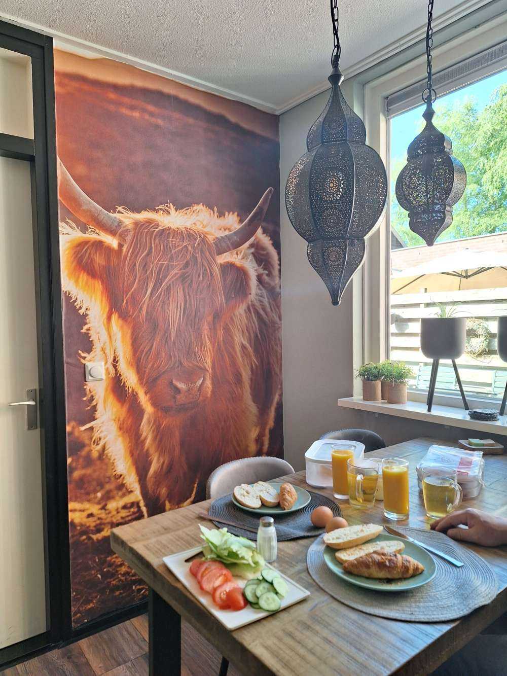 Schotse hooglander in de zon