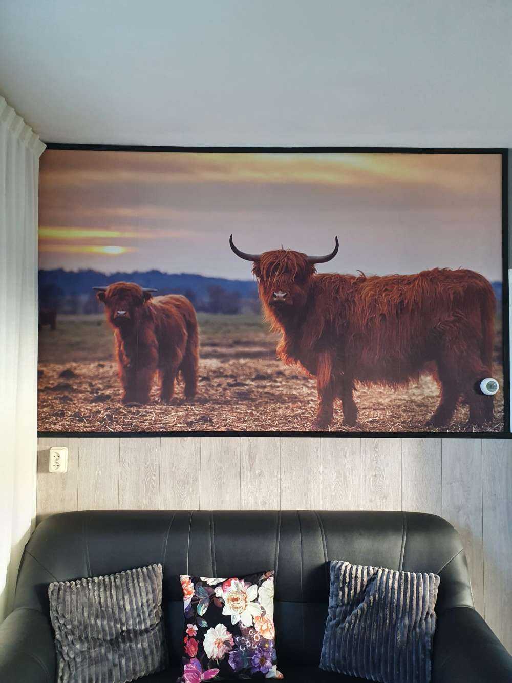 Schotse hooglanders in het weiland