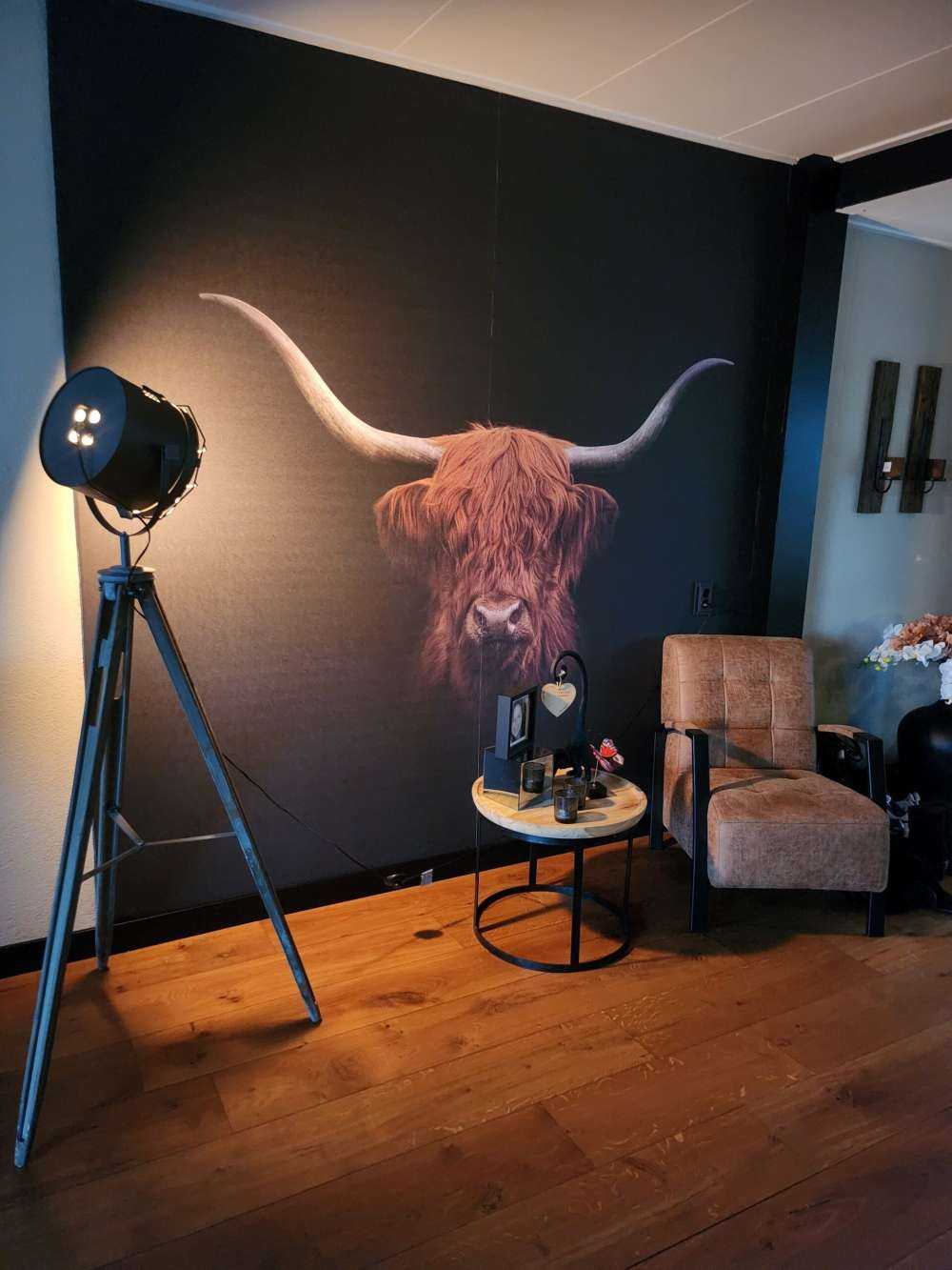 Schotse hooglander op donkere achtergrond