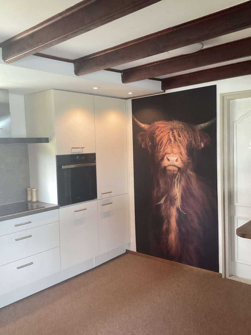 Portret Schotse hooglander