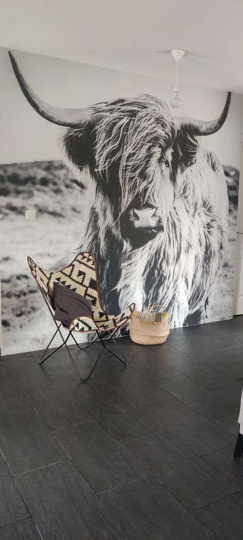 Schotse hooglander in zwart-wit