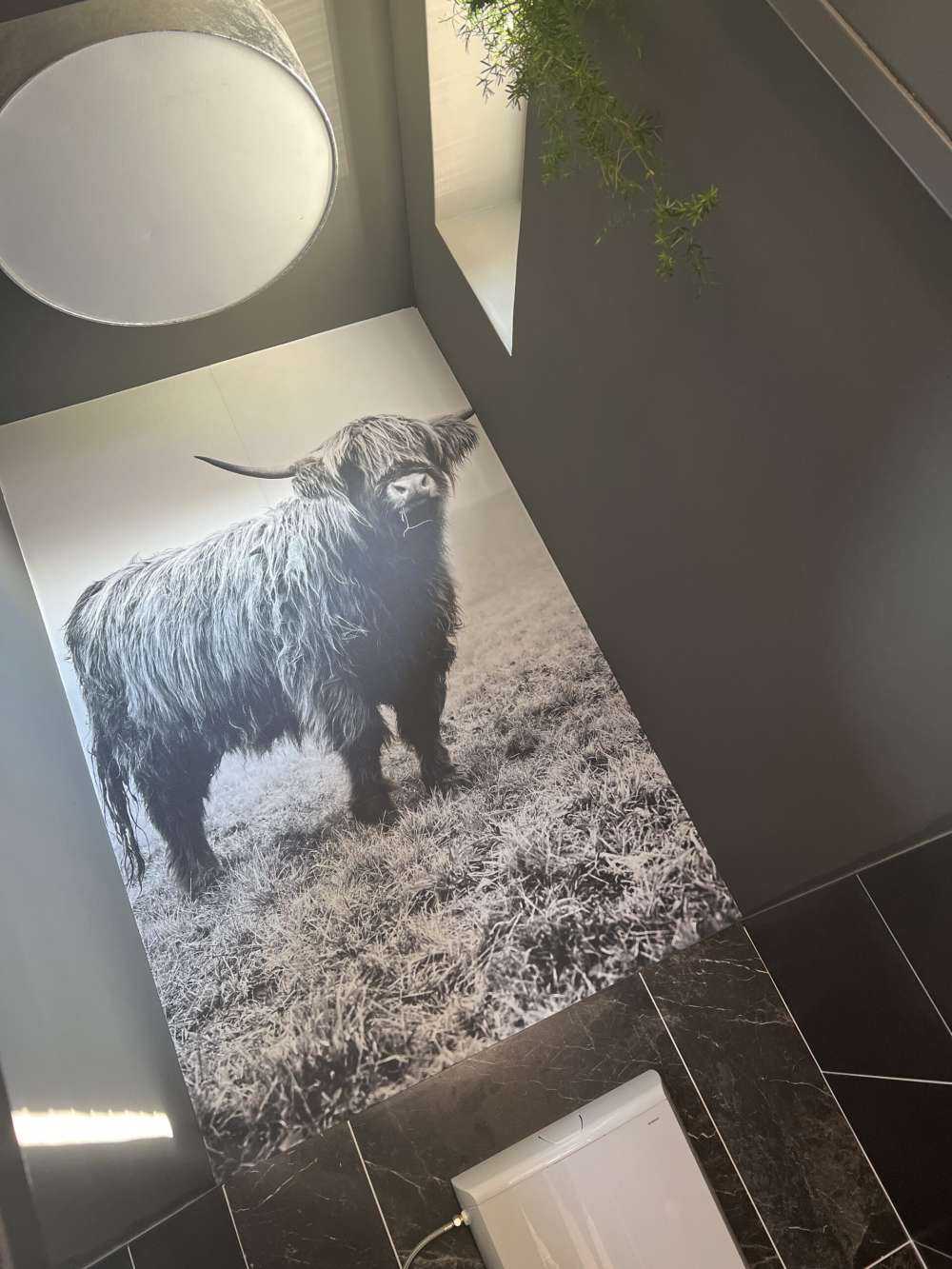 Schotse hooglander in het gras