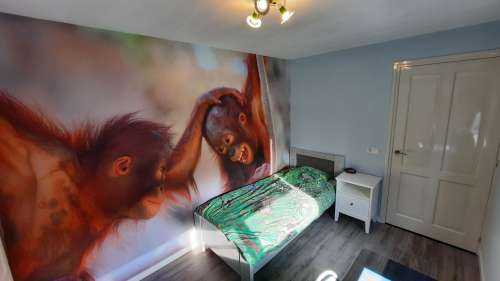 Baby orang oetans