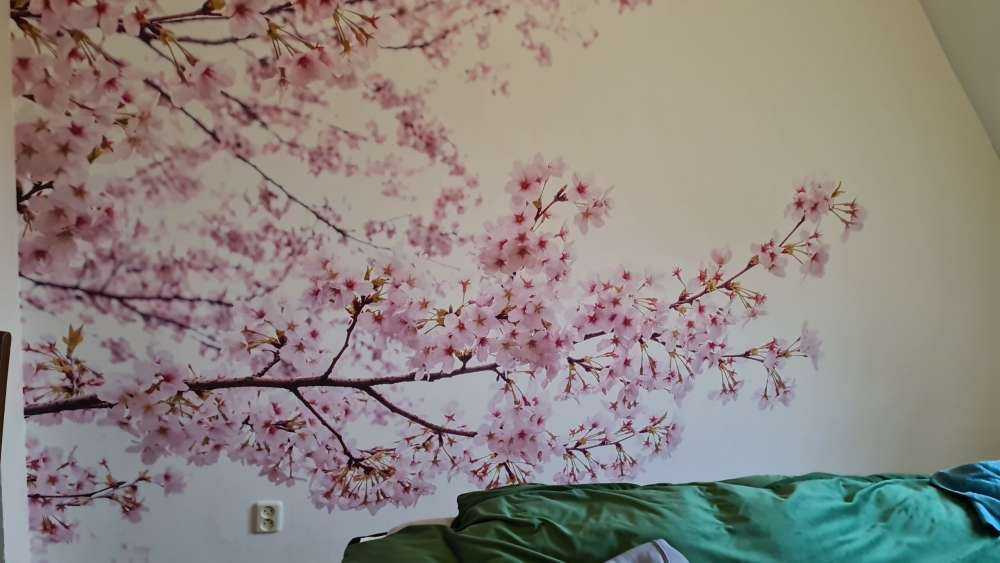 Roze bloesem takken