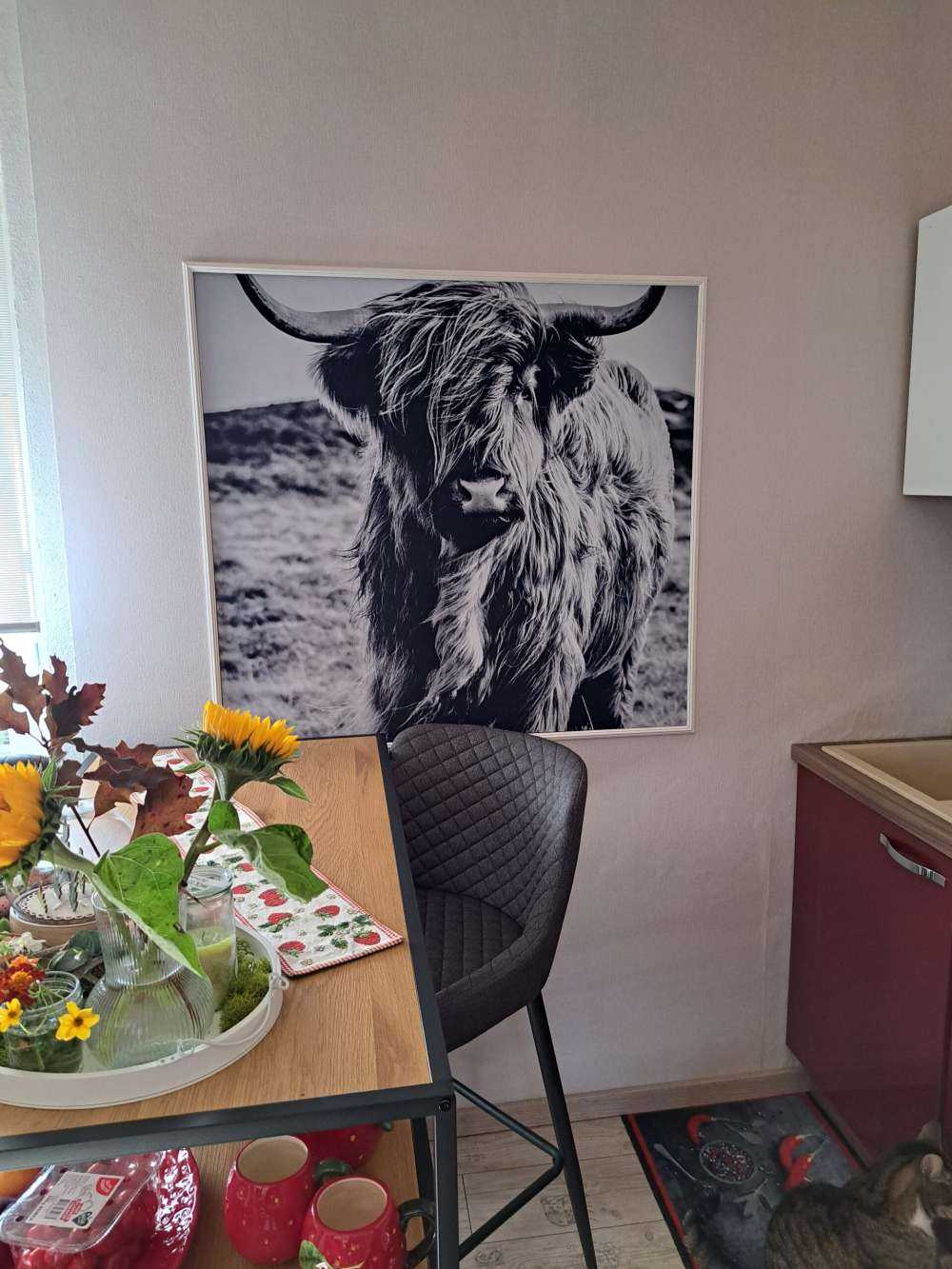 Schotse hooglander in zwart-wit