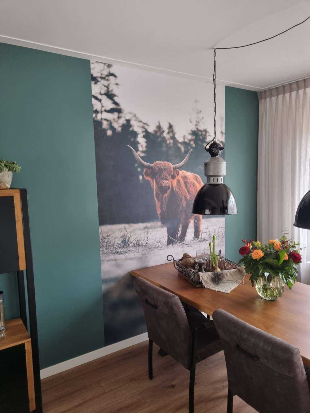 Oude schotse hooglander