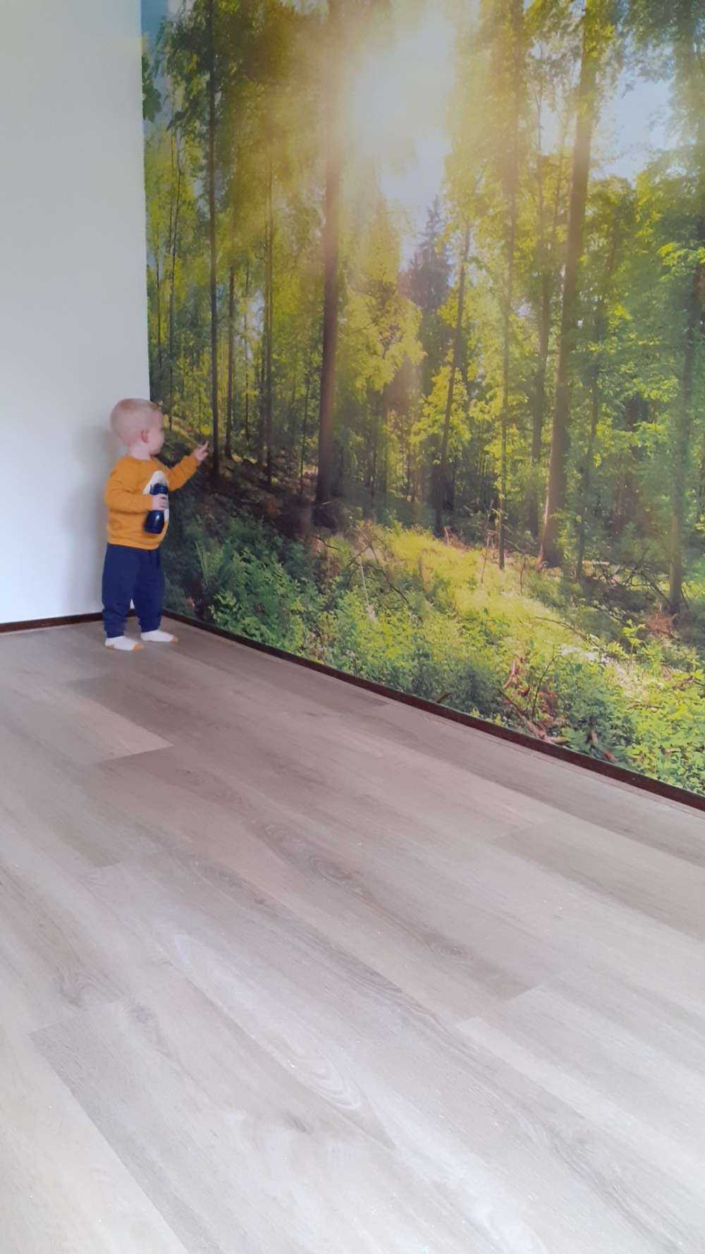 Bos met zonnestralen