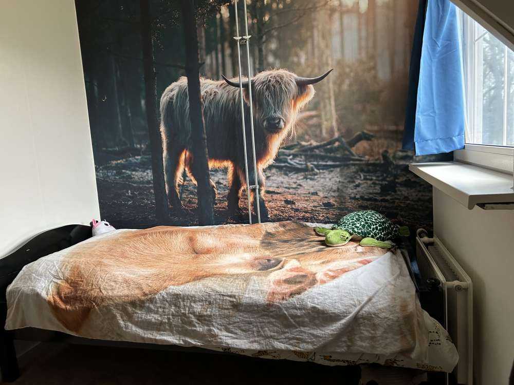 Witte Schotse hooglander