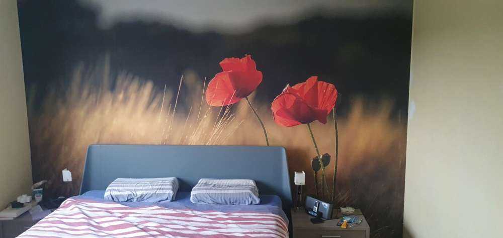 Klaprozen in een tarweveld