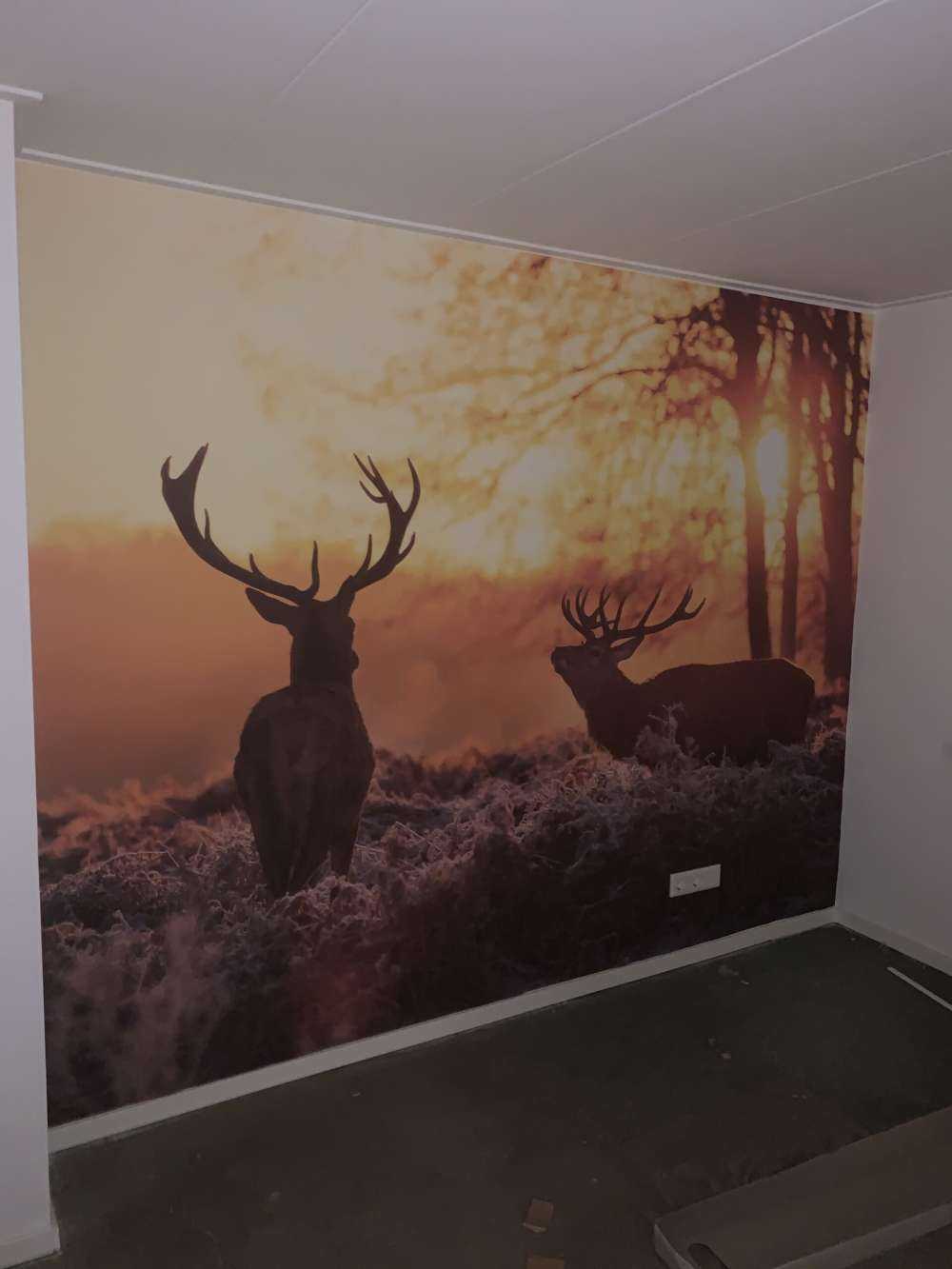 Herten bij zonsondergang