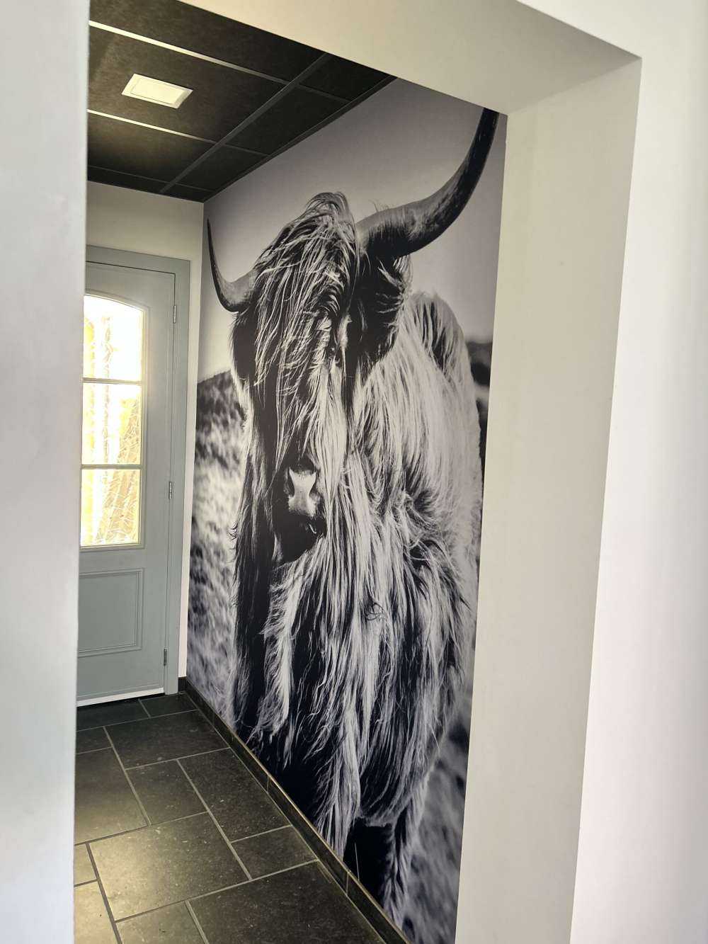 Schotse hooglander in zwart-wit