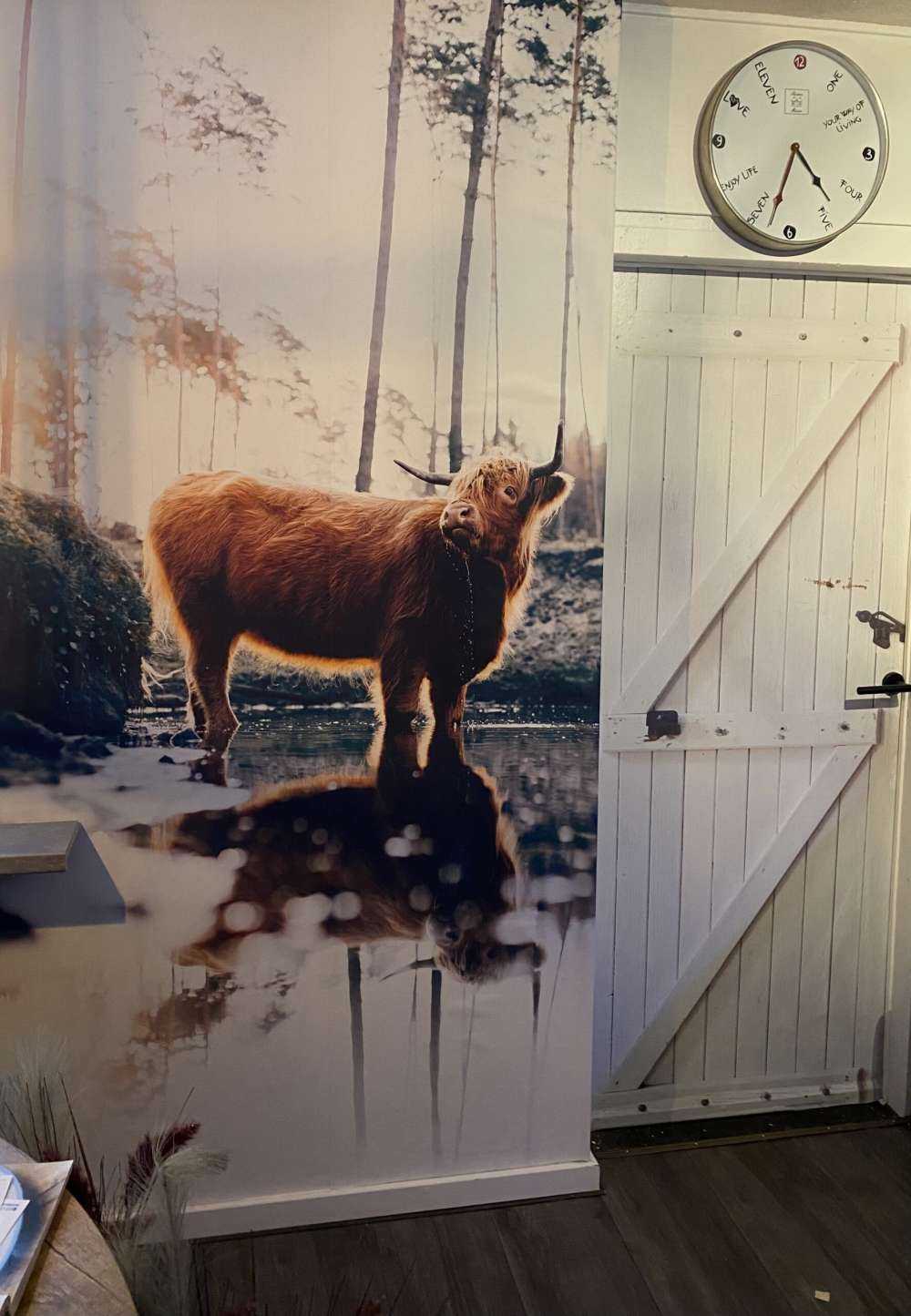 Schotse hooglander in het water