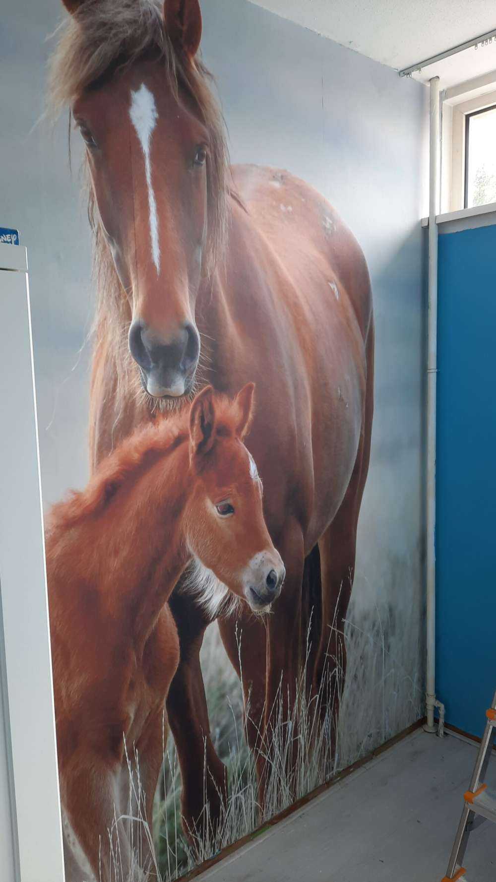 Wilde paarden