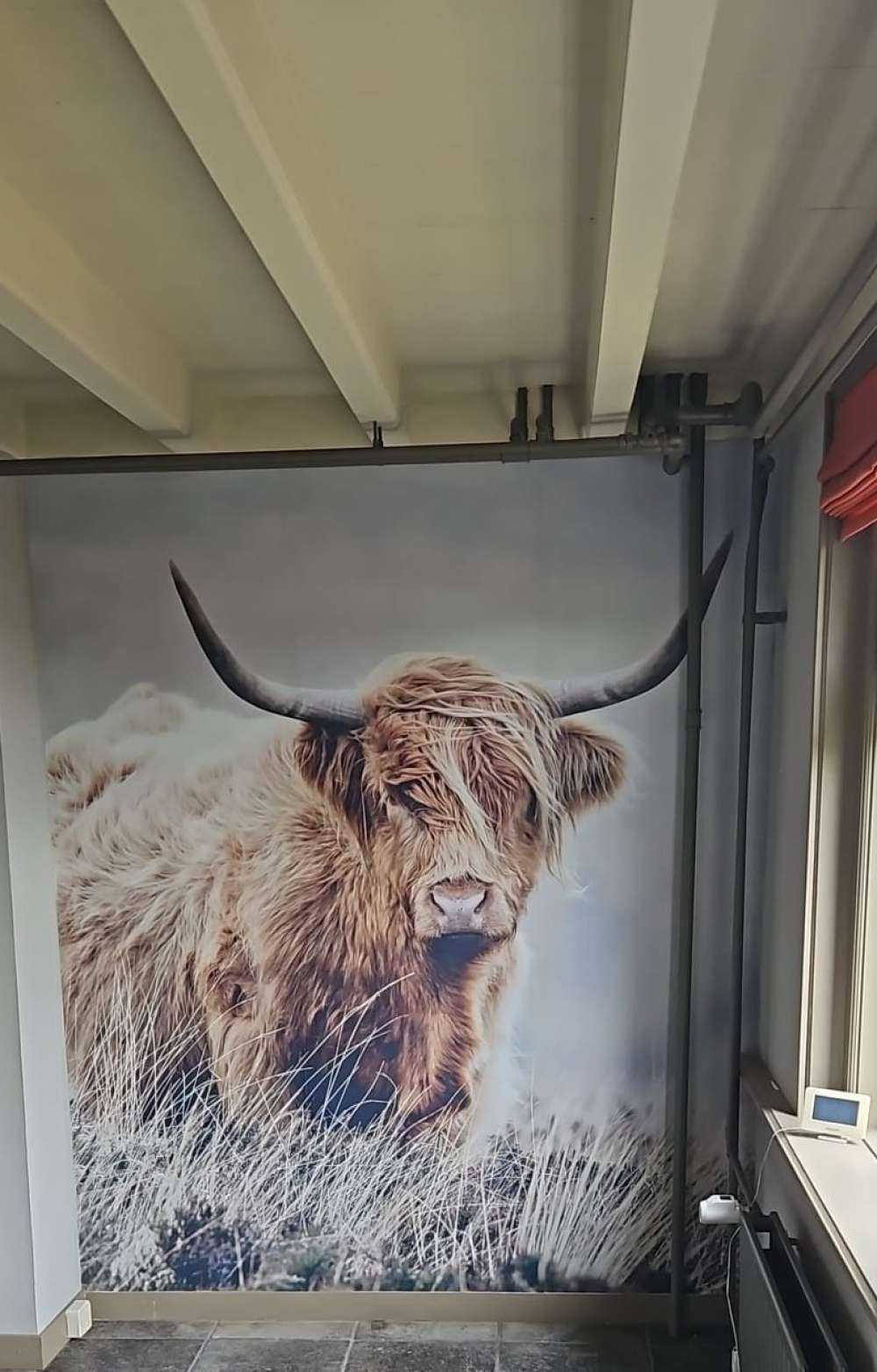 Schotse hooglander in de natuur