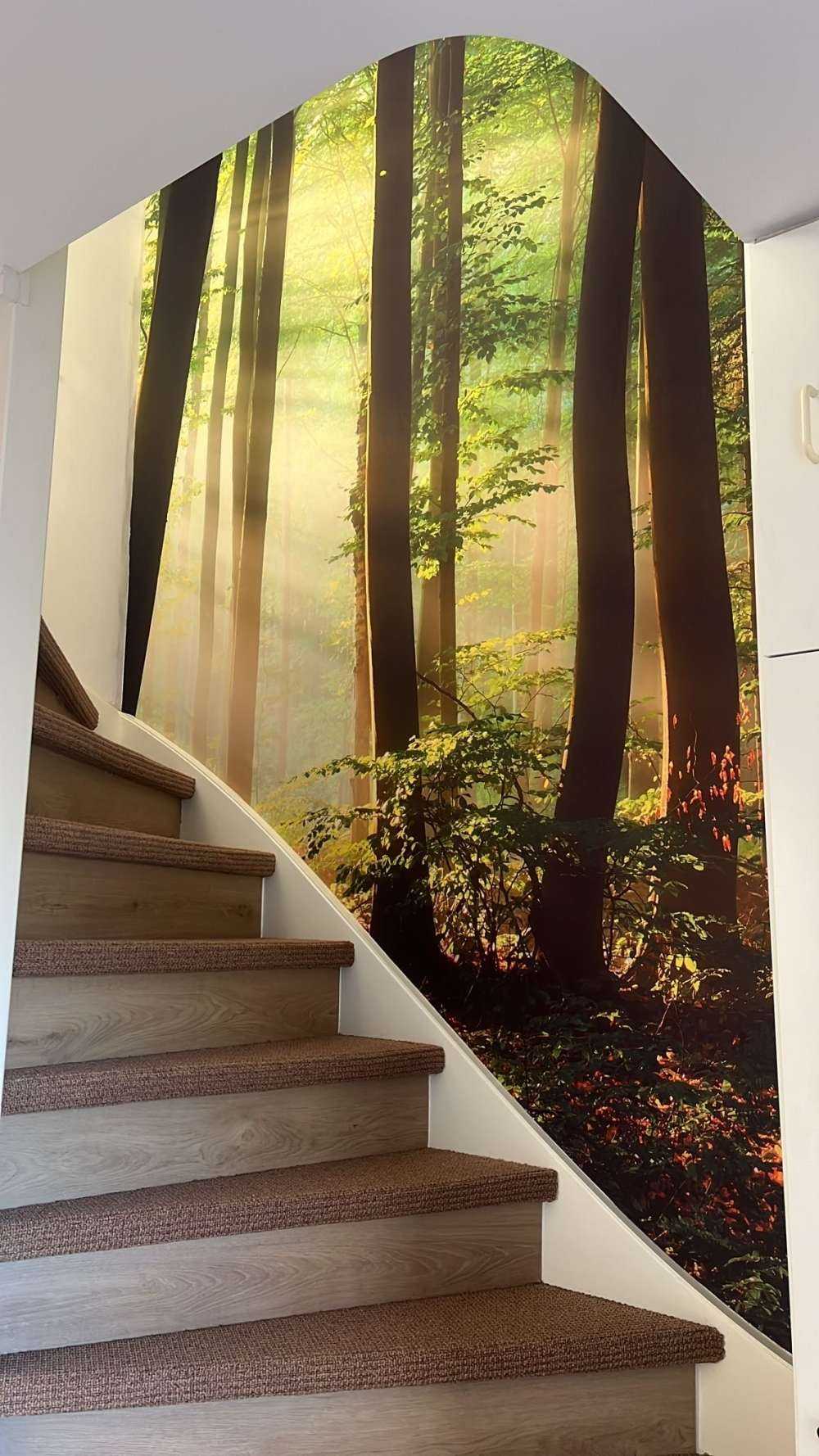 Ochtendzon tussen de bomen