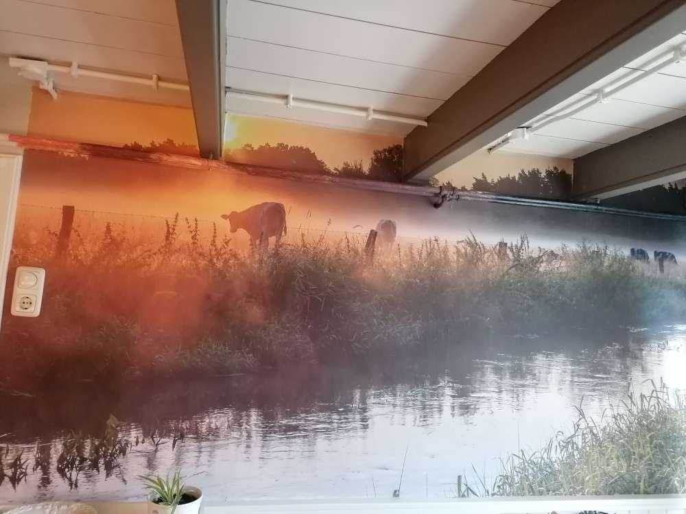 Koeien in het weiland