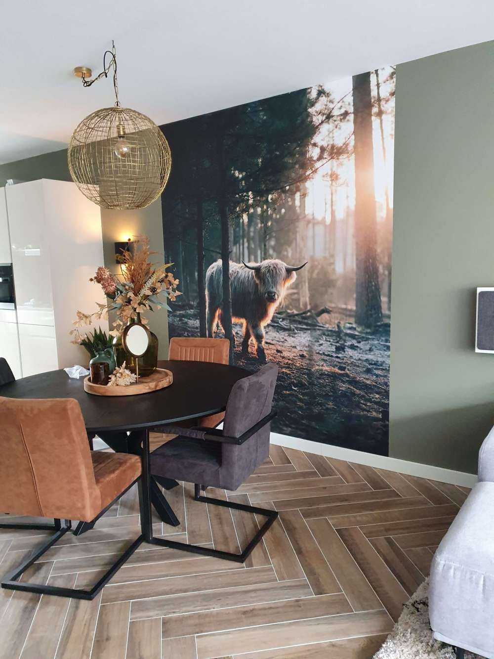 Witte Schotse hooglander