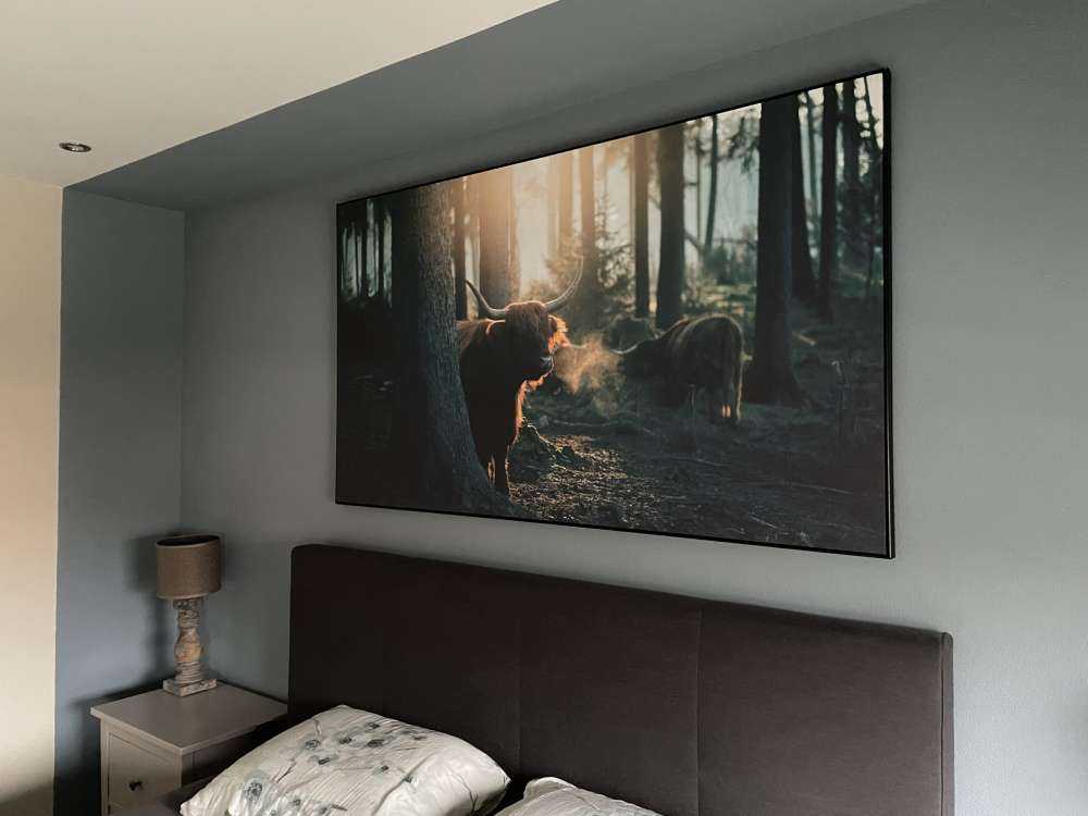 Schotse hooglander in ochtendlicht