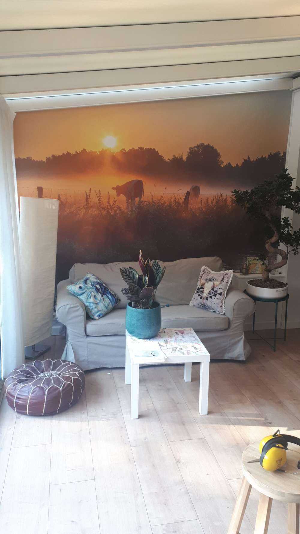 Koeien in het weiland