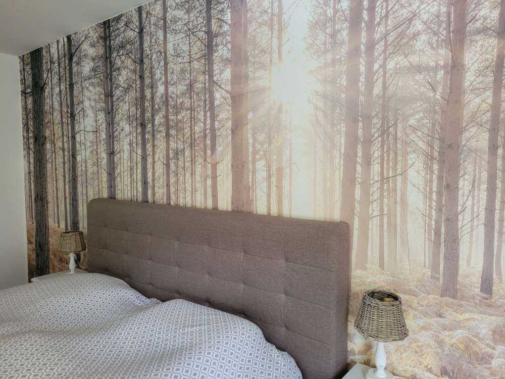 Zonnestralen in het koude bos