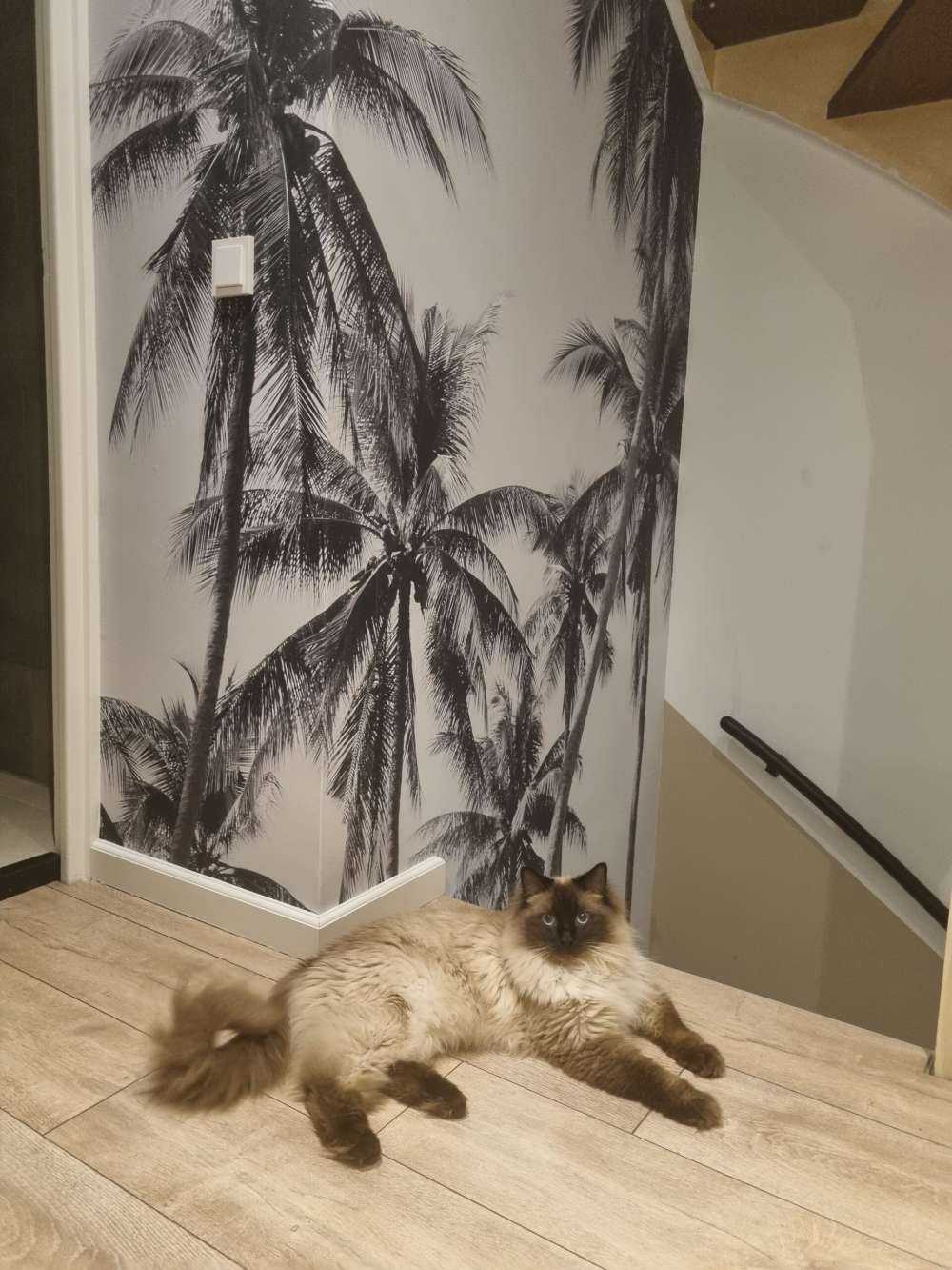 Palmbomen in zwart-wit