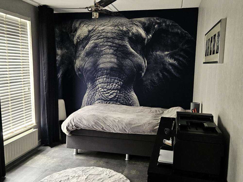 Close-up van een olifant