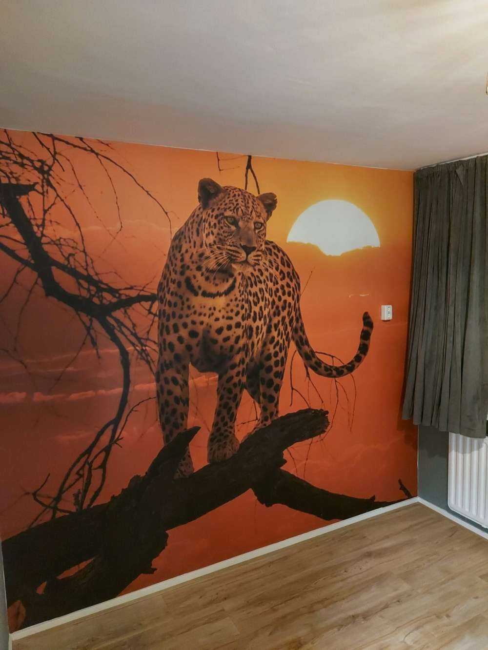 Luipaard met ondergaande zon