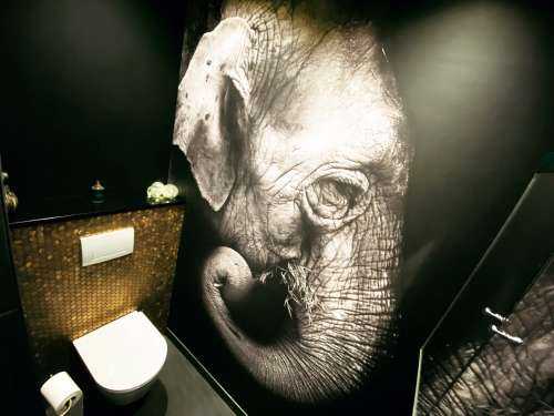 Olifant portret