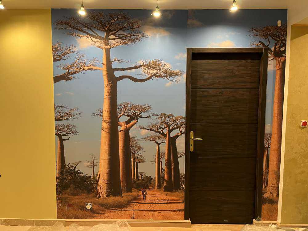 Baobab bomen