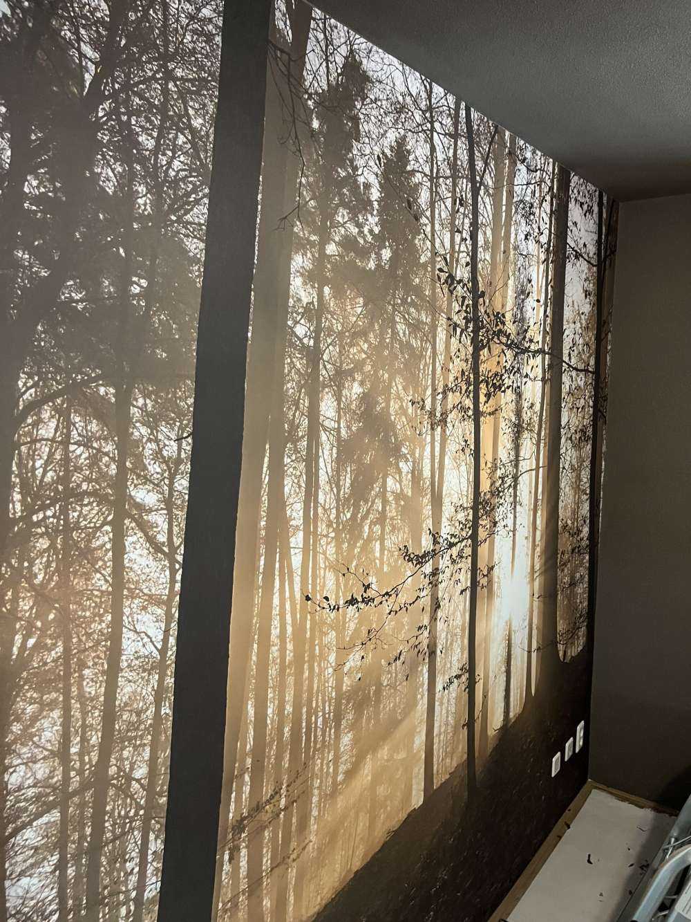 Zonnestralen in een mistig bos